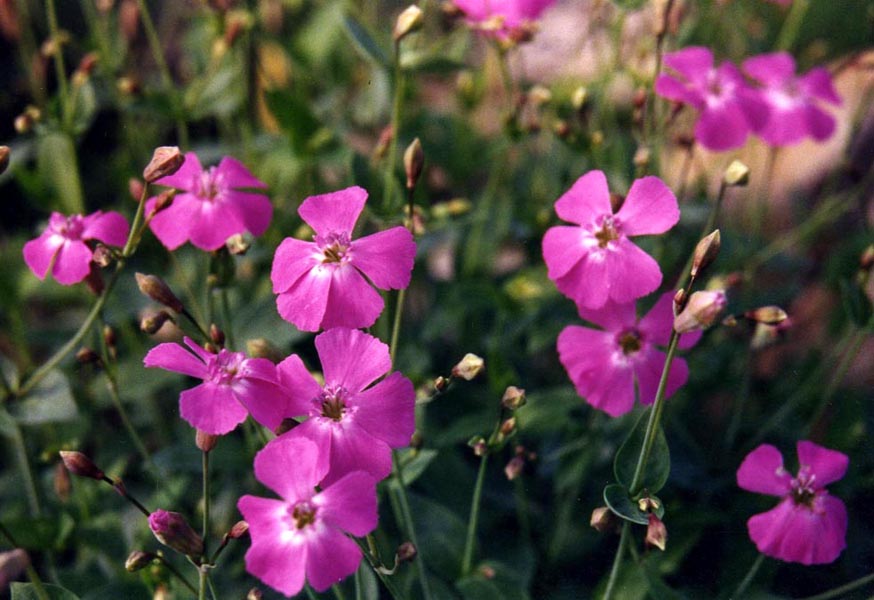 Petrocoptis glaucifolia photo